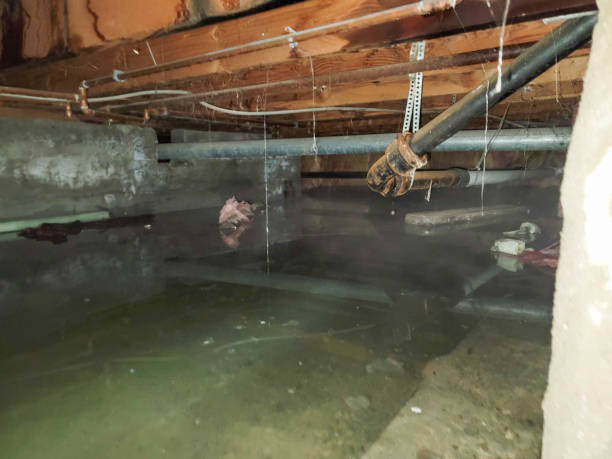 Best Residential water damage restoration  in Roundup, MT