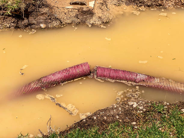 Best Carpet water damage restoration  in Roundup, MT